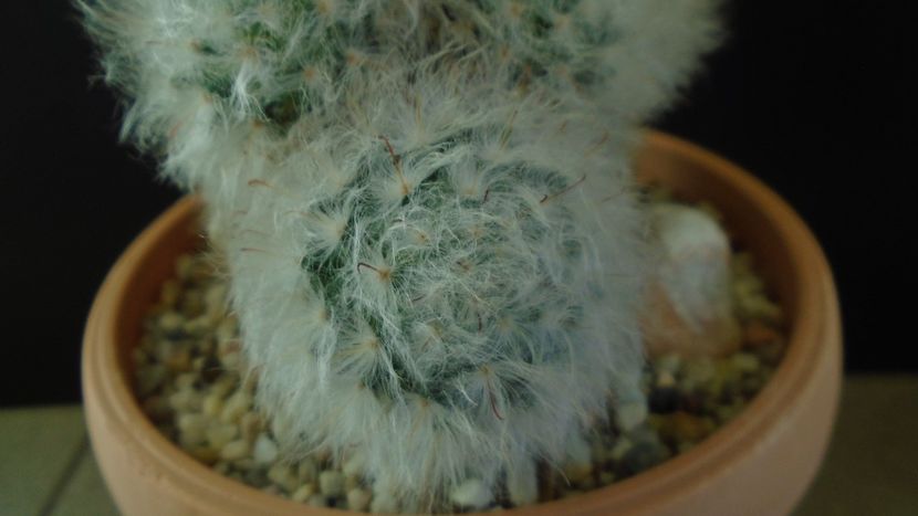 Mammillaria bocasana cv. multilanata - Cactusi 2020 - catalogare 3