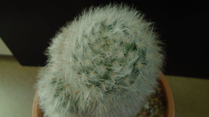 Mammillaria bocasana cv. multilanata - Cactusi 2020 - catalogare 3