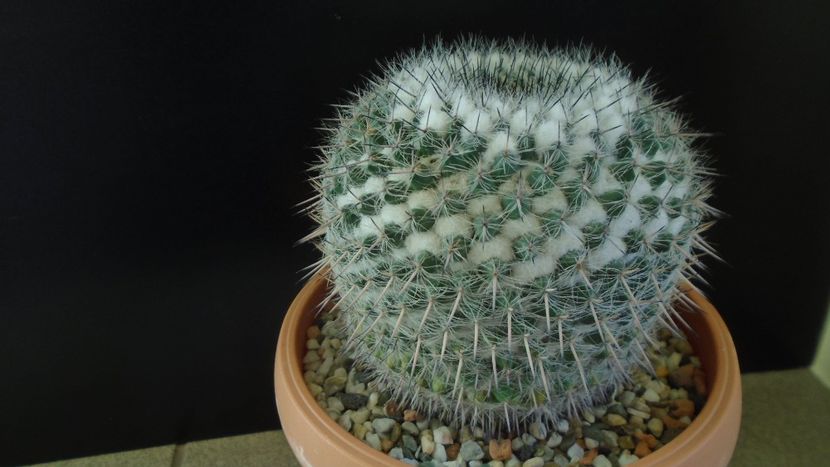Mammillaria formosa ssp. chionocephala - Cactusi 2020 - catalogare 3