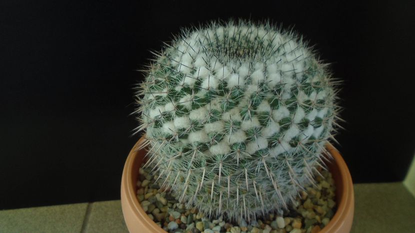 Mammillaria formosa ssp. chionocephala - Cactusi 2020 - catalogare 3