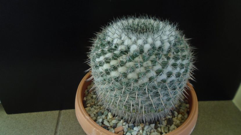 Mammillaria formosa ssp. chionocephala - Cactusi 2020 - catalogare 3