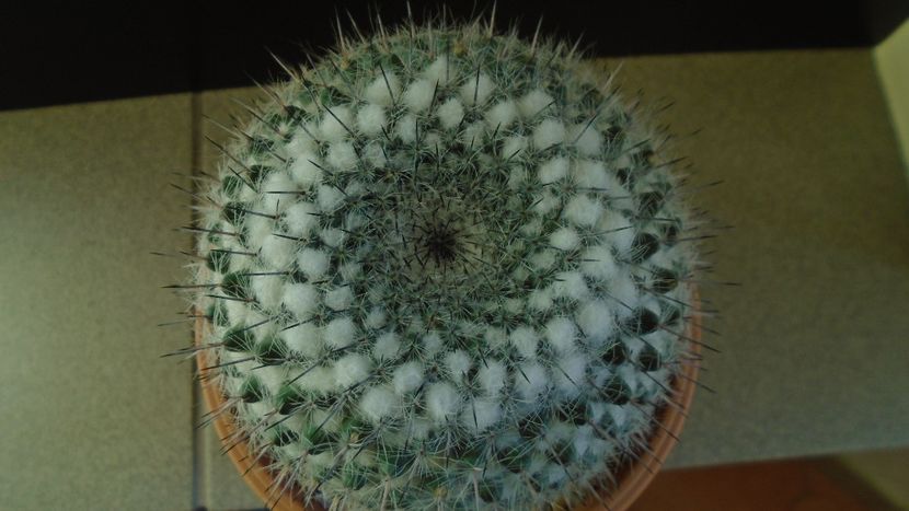 Mammillaria formosa ssp. chionocephala - Cactusi 2020 - catalogare 3