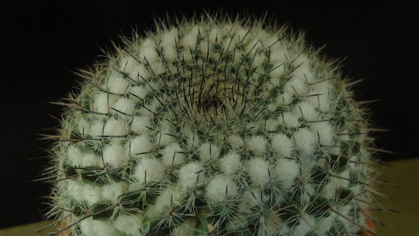 Mammillaria formosa ssp. chionocephala - Cactusi 2020 - catalogare 3