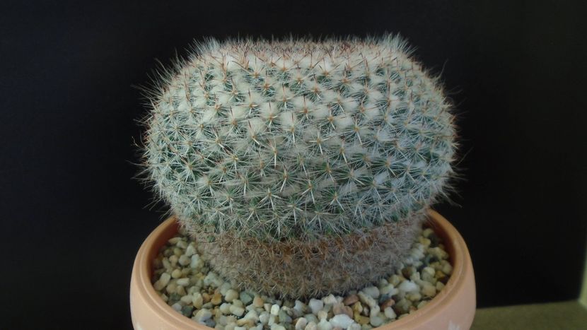Mammillaria hahniana - Cactusi 2020 - catalogare 3