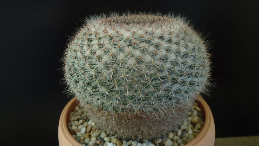 Mammillaria hahniana - Cactusi 2020 - catalogare 3