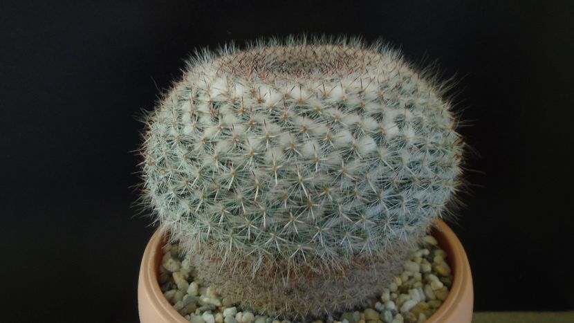 Mammillaria hahniana - Cactusi 2020 - catalogare 3