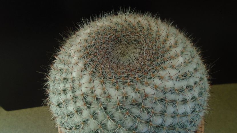 Mammillaria hahniana - Cactusi 2020 - catalogare 3