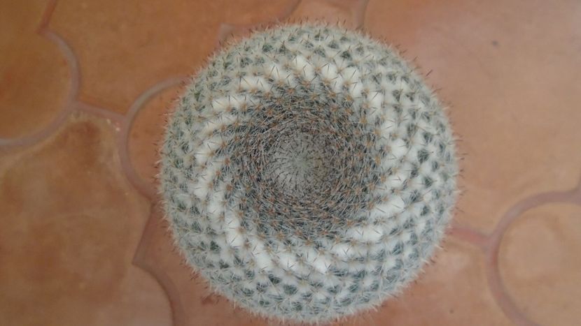 Mammillaria hahniana - Cactusi 2020 - catalogare 3