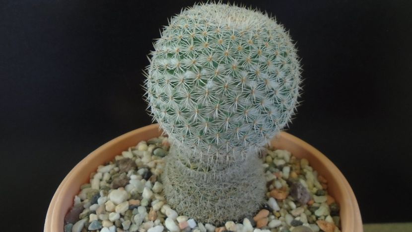 Mammillaria supertexta - Cactusi 2020 - catalogare 3