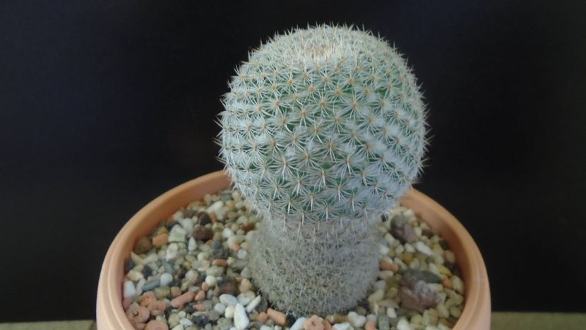 Mammillaria supertexta - Cactusi 2020 - catalogare 3