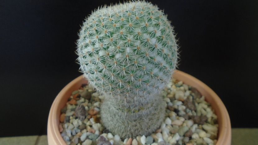 Mammillaria supertexta - Cactusi 2020 - catalogare 3