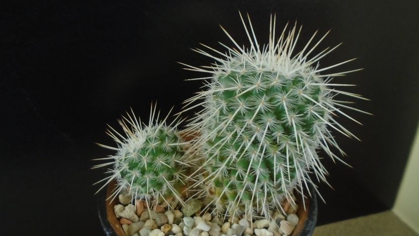 Mammillaria parkinsonii - Cactusi 2020 - catalogare 3