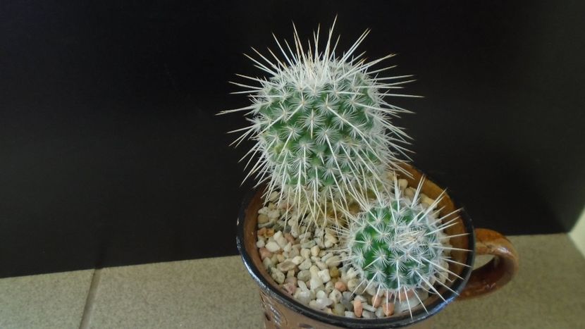 Mammillaria parkinsonii - Cactusi 2020 - catalogare 3