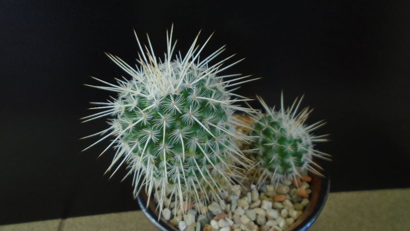 Mammillaria parkinsonii - Cactusi 2020 - catalogare 3
