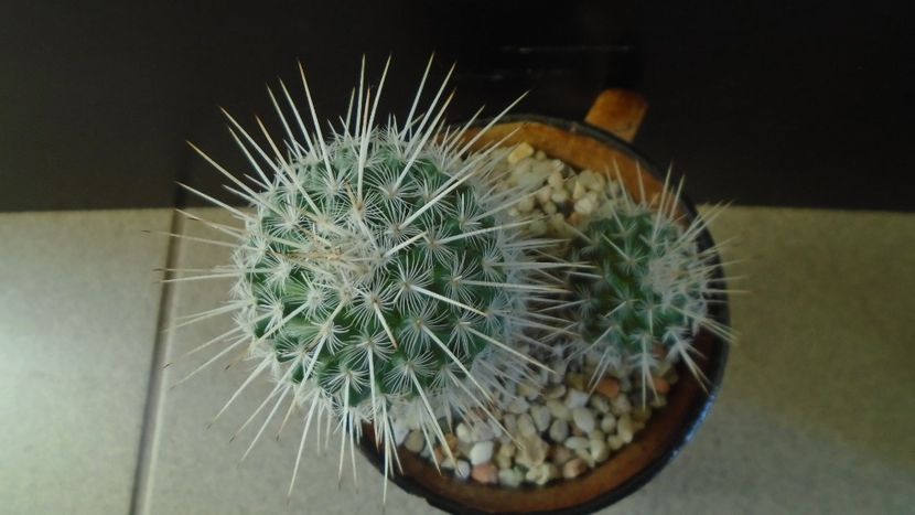 Mammillaria parkinsonii - Cactusi 2020 - catalogare 3
