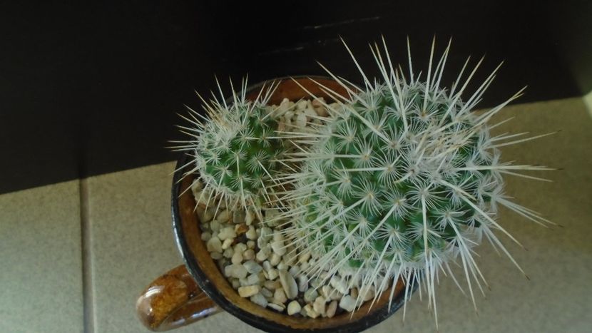 Mammillaria parkinsonii - Cactusi 2020 - catalogare 3
