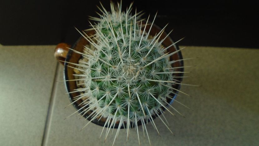 Mammillaria parkinsonii - Cactusi 2020 - catalogare 3