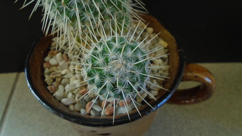 Mammillaria parkinsonii - Cactusi 2020 - catalogare 3