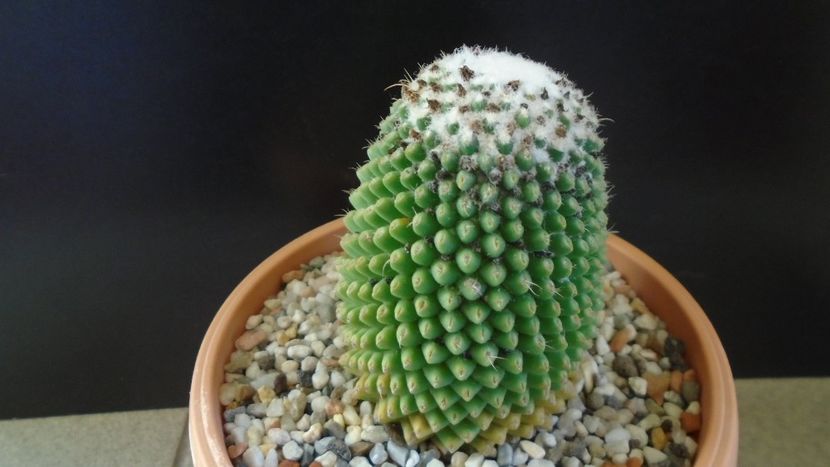 Mammillaria polythele cv. Stachellos - Cactusi 2020 - catalogare 3