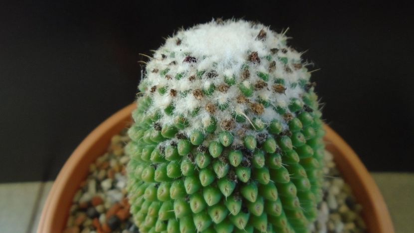 Mammillaria polythele cv. Stachellos - Cactusi 2020 - catalogare 3