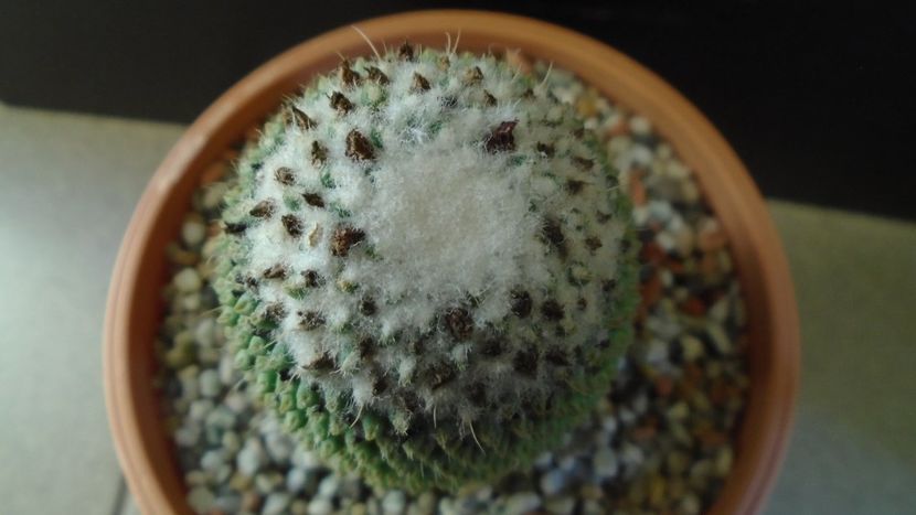 Mammillaria polythele cv. Stachellos - Cactusi 2020 - catalogare 3