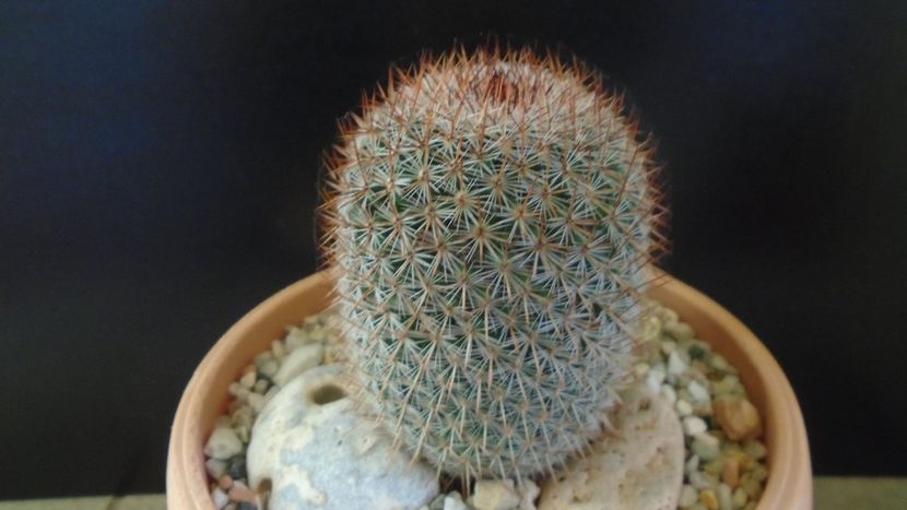Mammillaria matudae - Cactusi 2020 - catalogare 3