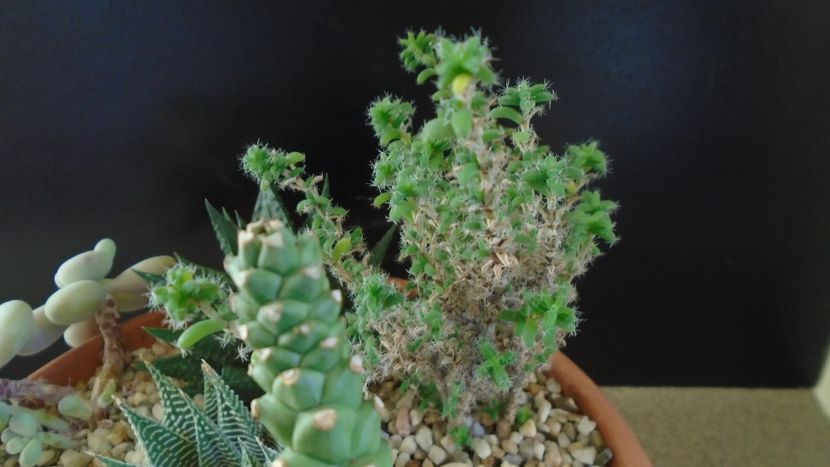 Trichodiadema bulbosum - Suculente 2020