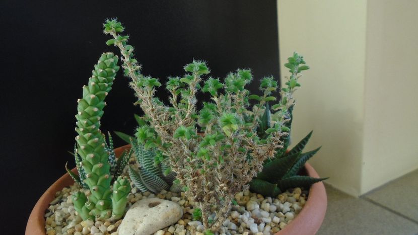 Trichodiadema bulbosum - Suculente 2020