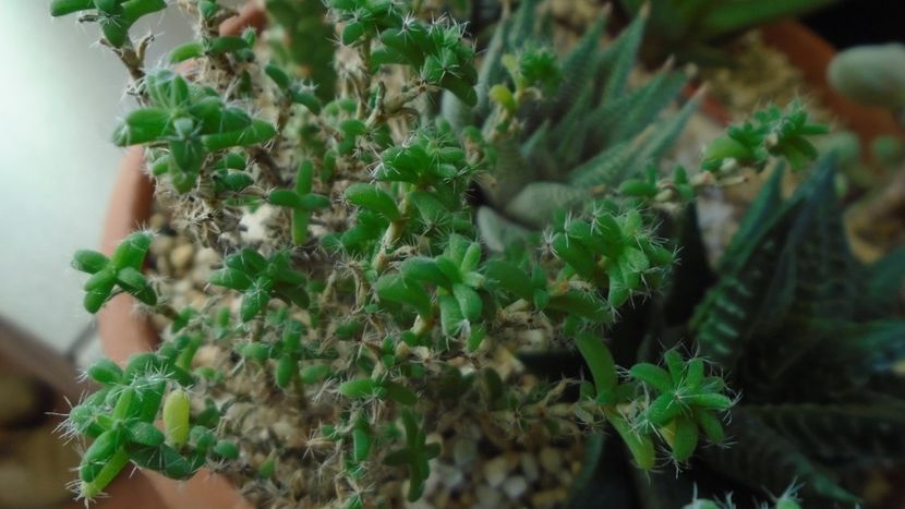 Trichodiadema bulbosum - Suculente 2020