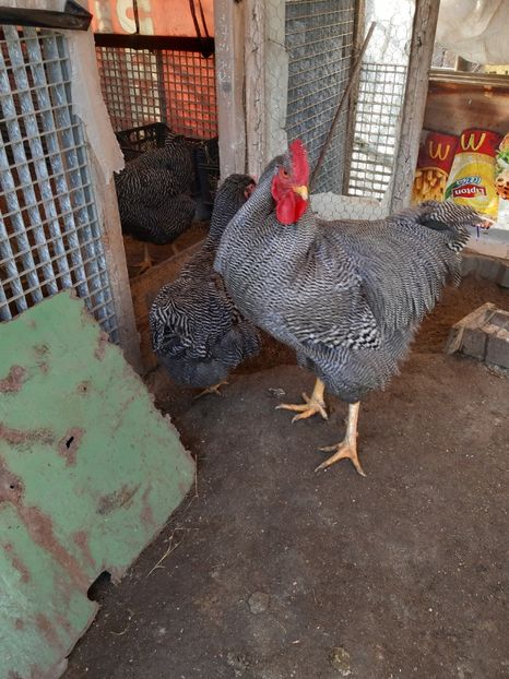  - Playmouth Rock 2020