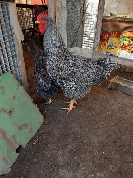  - Playmouth Rock 2020