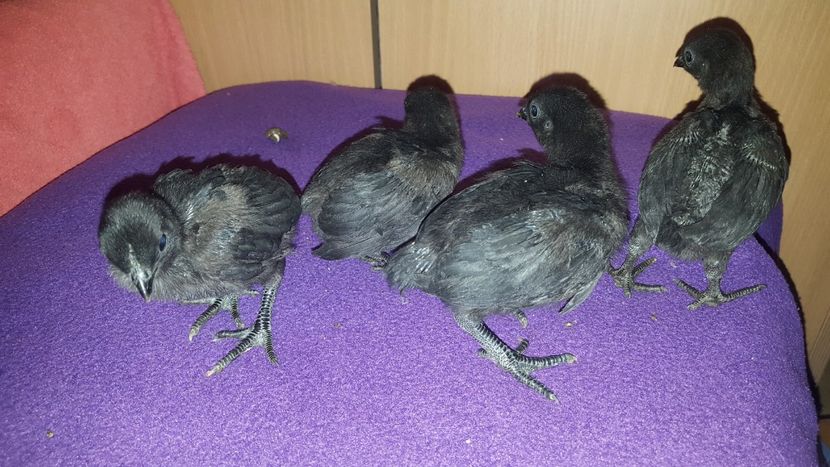  - A- Ayam Cemani 2019-2020