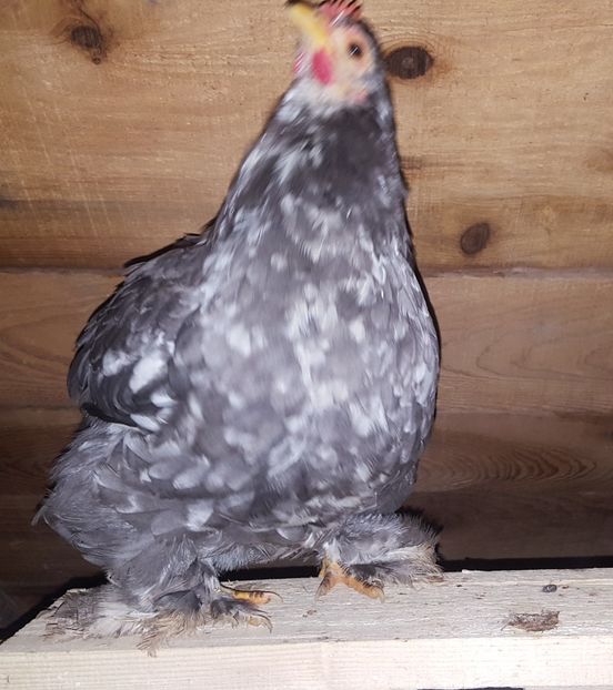  - A- Cochinchina pitic 2019-2020