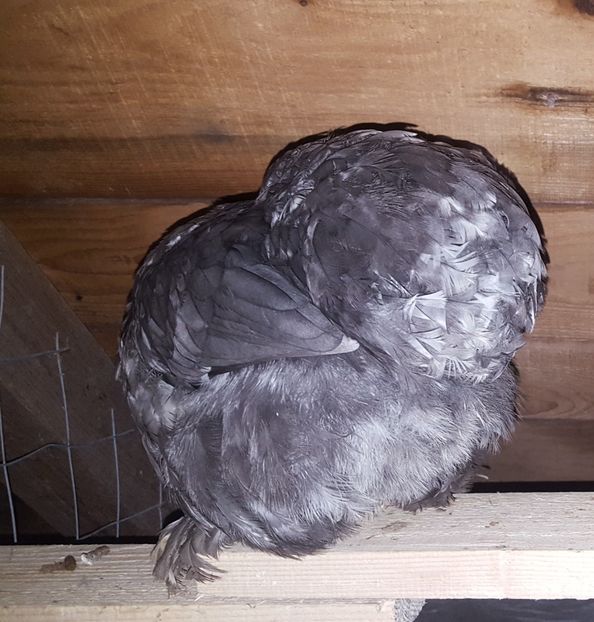  - A- Cochinchina pitic 2019-2020