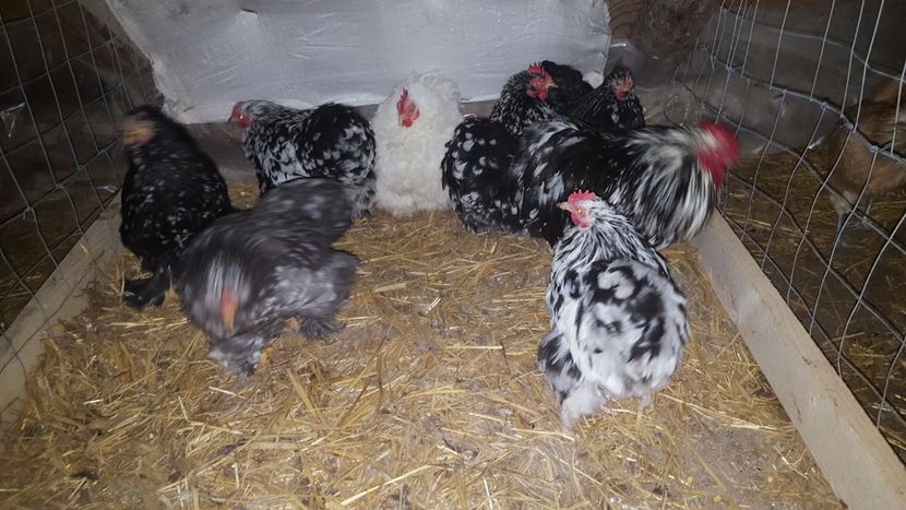  - A- Cochinchina pitic 2019-2020