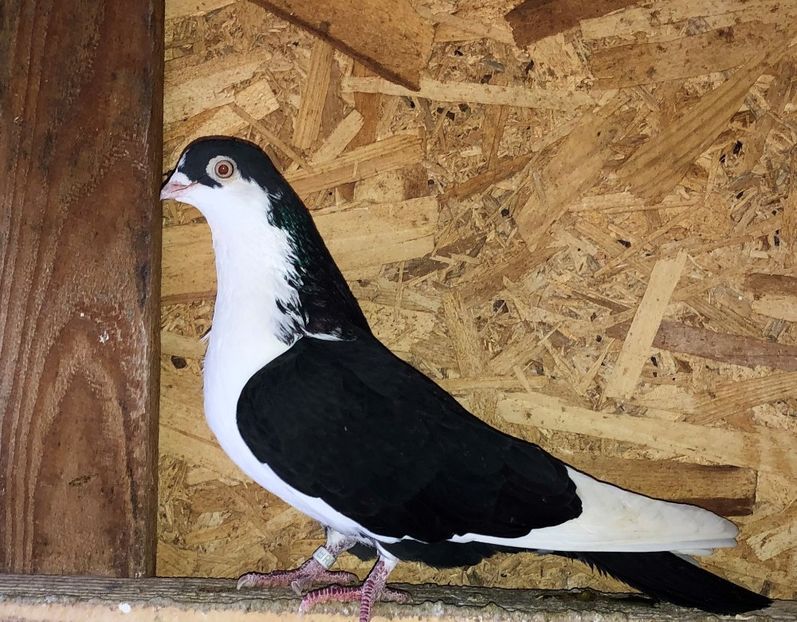 5699  femelă  2015 - B - perechi 2022