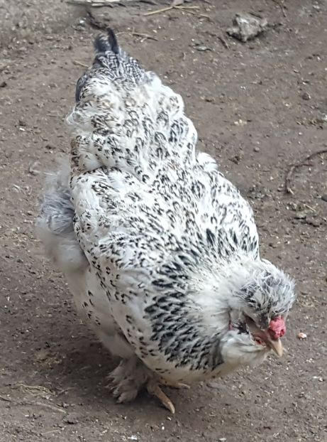  - A- Moțată Românească - 2019-2020