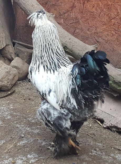  - A- Moțată Românească - 2019-2020