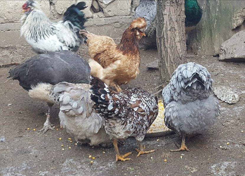  - A- Moțată Românească - 2019-2020