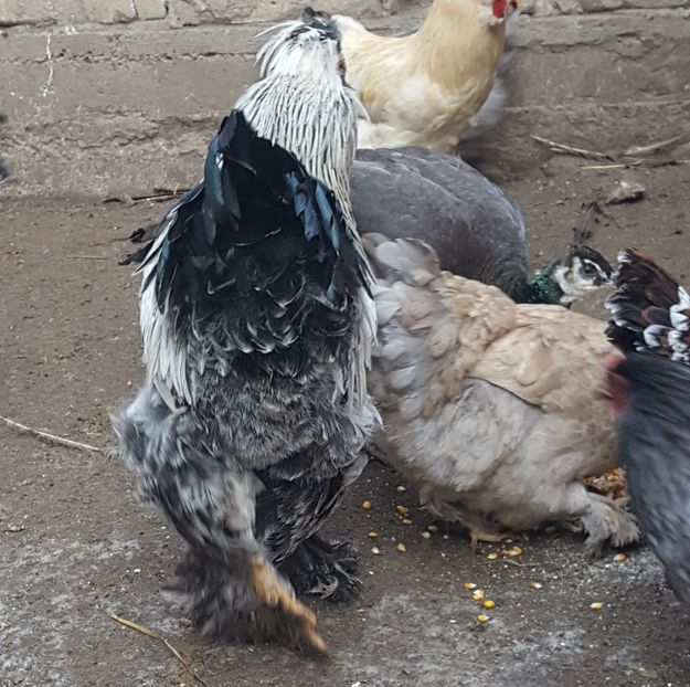  - A- Moțată Românească - 2019-2020