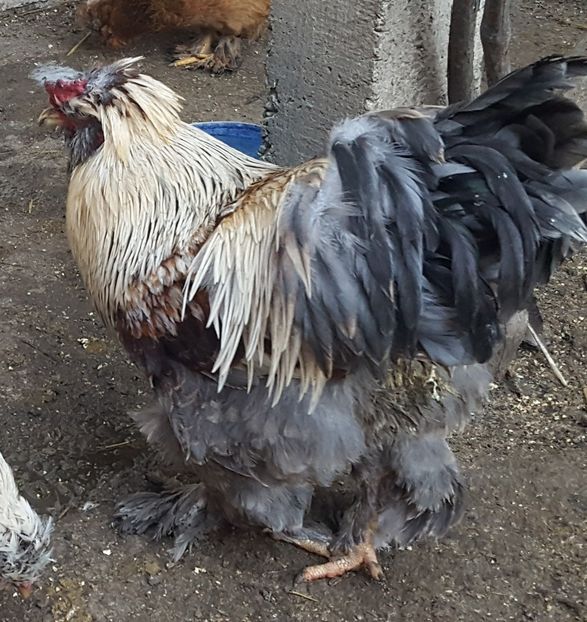  - A- Moțată Românească - 2019-2020