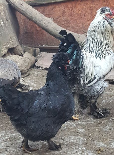  - A- Moțată Românească - 2019-2020