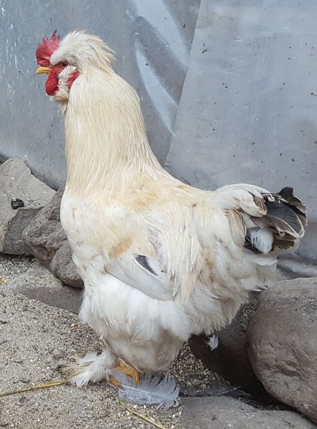  - A- Moțată Românească - 2019-2020