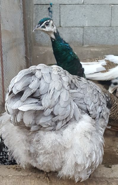  - A- Moțată Românească - 2019-2020