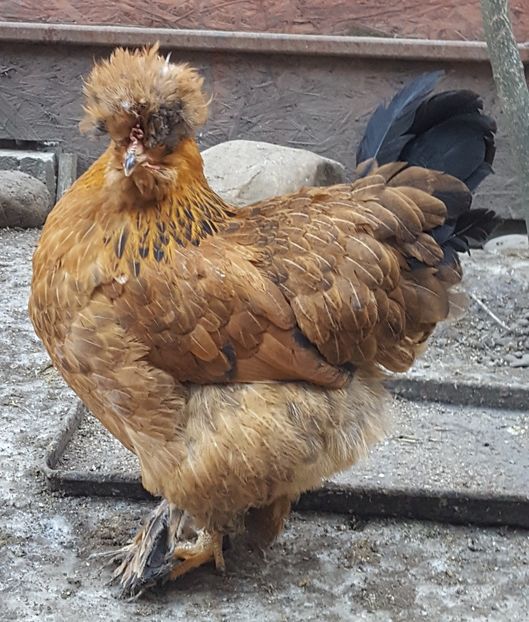  - A- Moțată Românească - 2019-2020