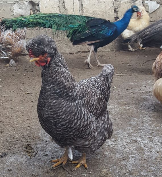  - A- Moțată Românească - 2019-2020