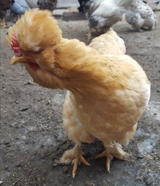  - A- Moțată Românească - 2019-2020