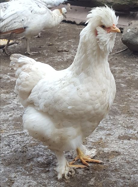  - A- Moțată Românească - 2019-2020