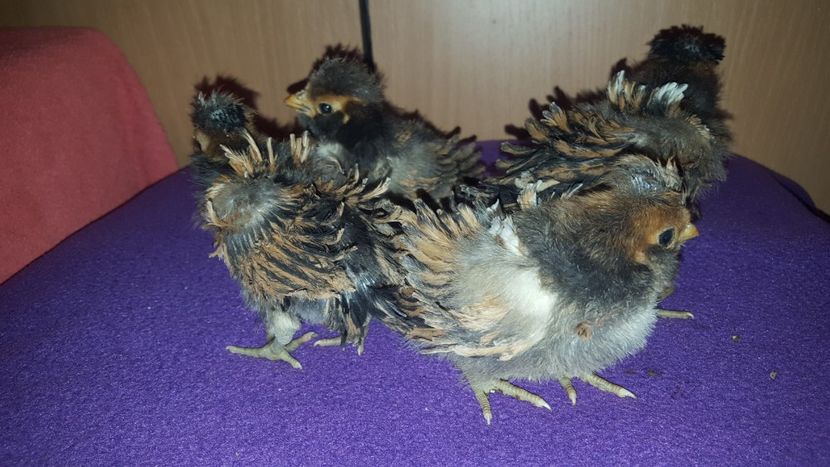  - A- Paduana Pitică Frizată 2019-2020