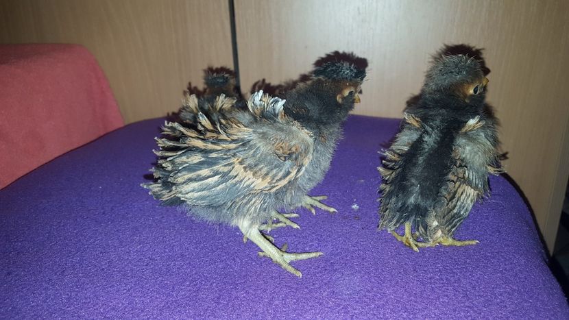  - A- Paduana Pitică Frizată 2019-2020